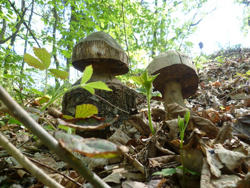 Pilzgeschwister am Wegesrand