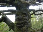 der gute alte sprechende Baum